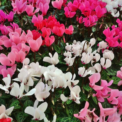 Florists' Cyclamen - 3 pcs. - Cyclamen persicum - Height 10-20cm - ⌀9cm