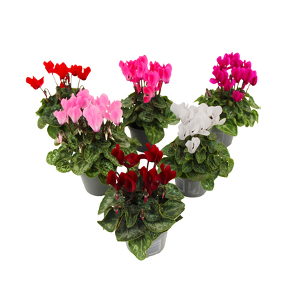 Florists' Cyclamen - 6 pcs. - Cyclamen persicum - Height 10-20cm - ⌀9cm
