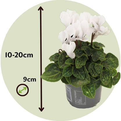 Cyclamen - 6 pcs. - Cyclamen persicum 'Metis White' - Height 10-20cm - ⌀9cm