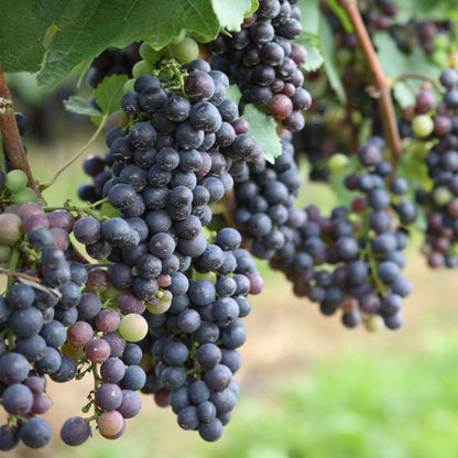 Common grape vine - 3 pcs. - Vitis vinifera - Height 25-40cm - ⌀9cm