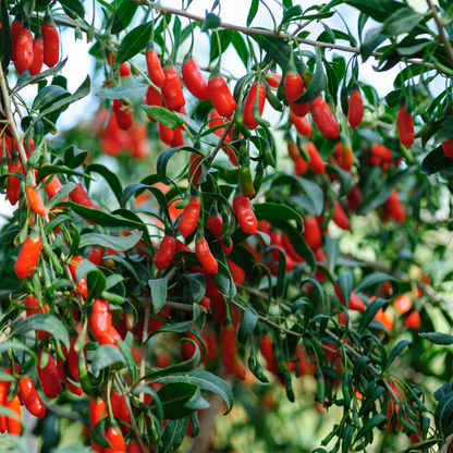 Goji berries - 3 pcs. - Lycium barbarum - Height 25-40cm - ⌀9cm