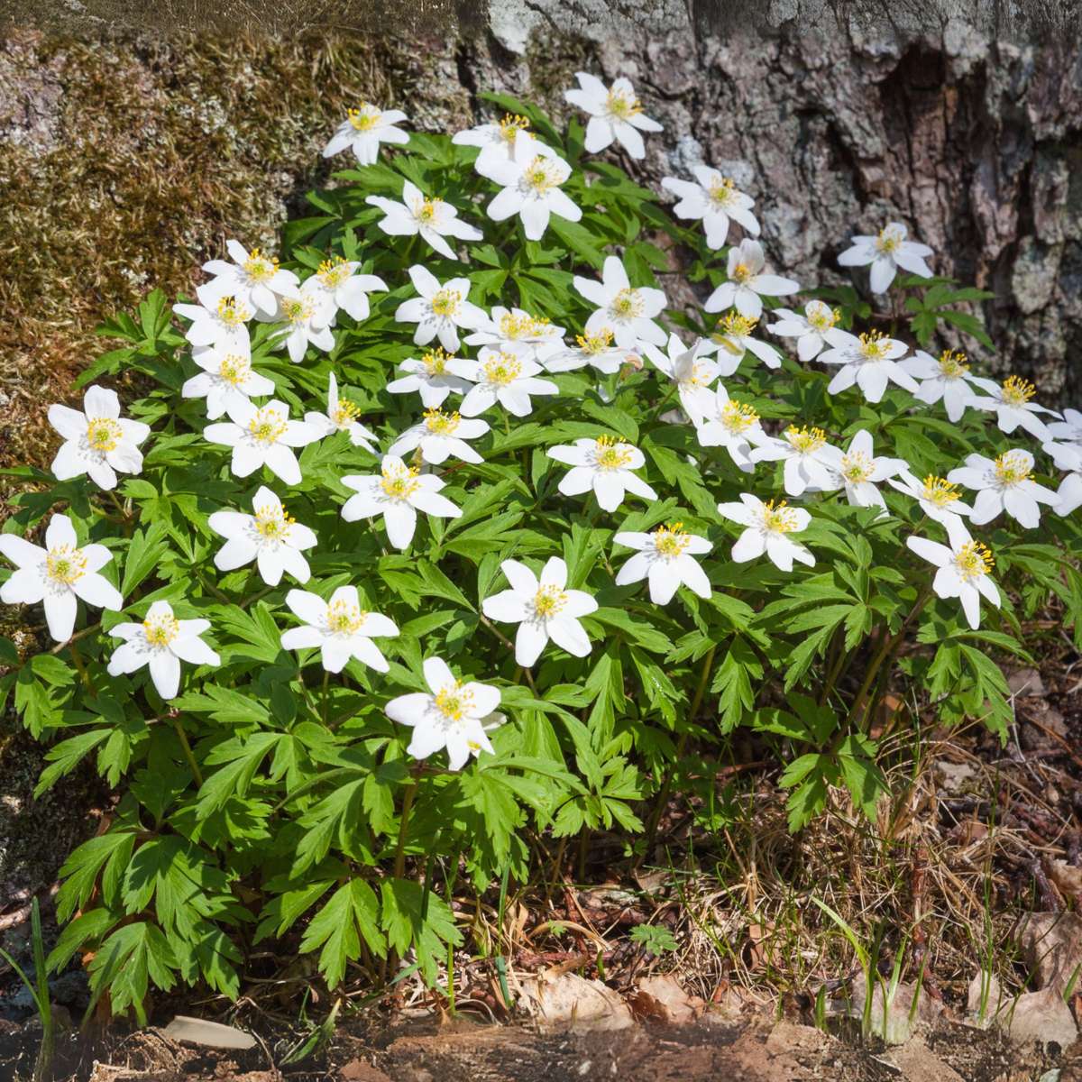 Christmas Rose - 3 pcs. - Helleborus niger 'Mont Blanc' - Height 20-30cm - ⌀12cm