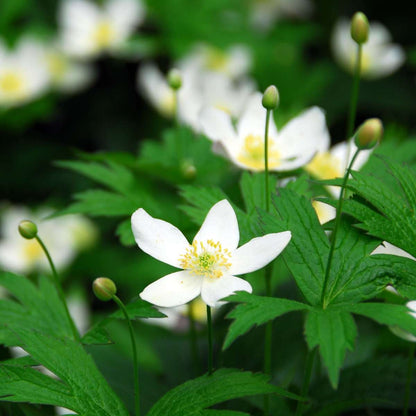 Christmas Rose - 3 pcs. - Helleborus niger 'Mont Blanc' - Height 20-30cm - ⌀12cm