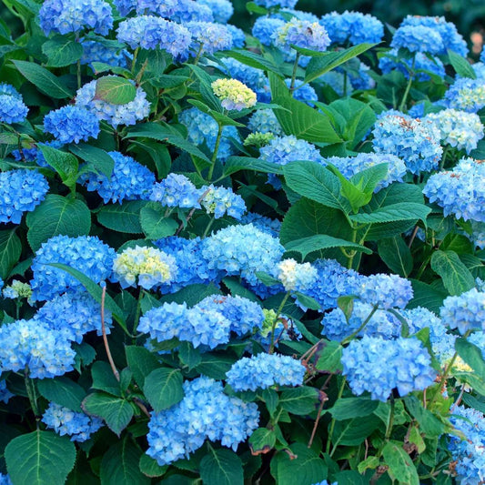 Hortensia - 3 pcs. - Hydrangea macrophylla 'Early Blue' - Height 25-40cm - ⌀9cm
