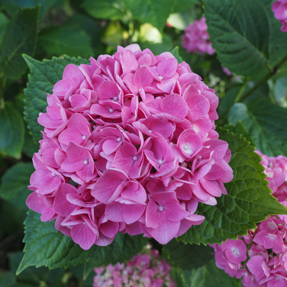 Hortensia - 3 pcs. - Hydrangea macrophylla - Height 25-40cm - ⌀9cm