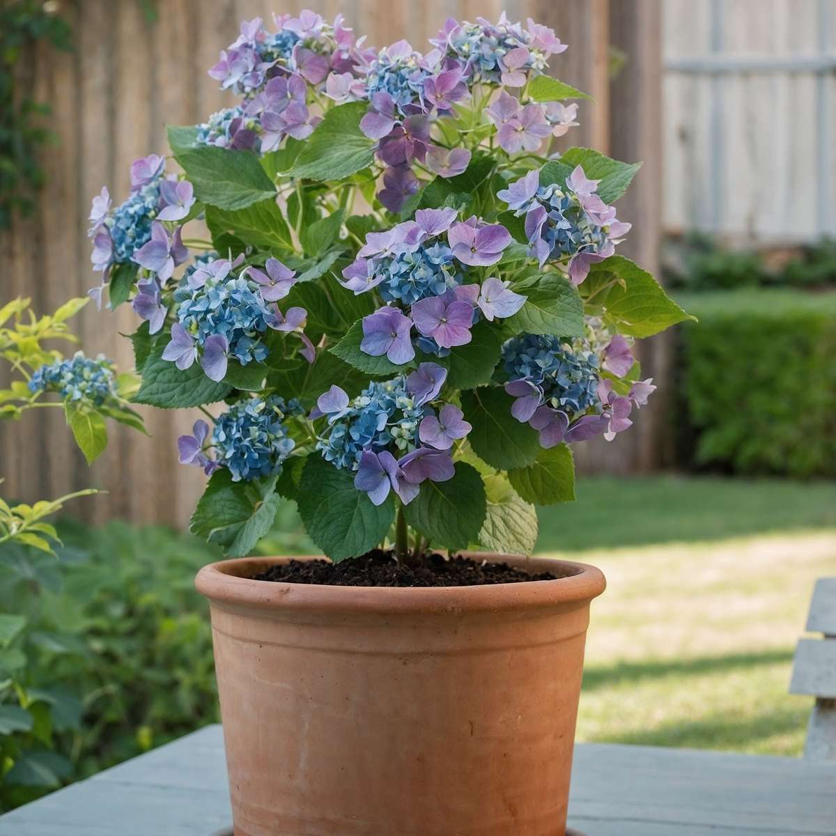 Hortensia - 3 pcs. - Hydrangea macrophylla teller 'Nizza' - H25-40cm - ⌀9cm