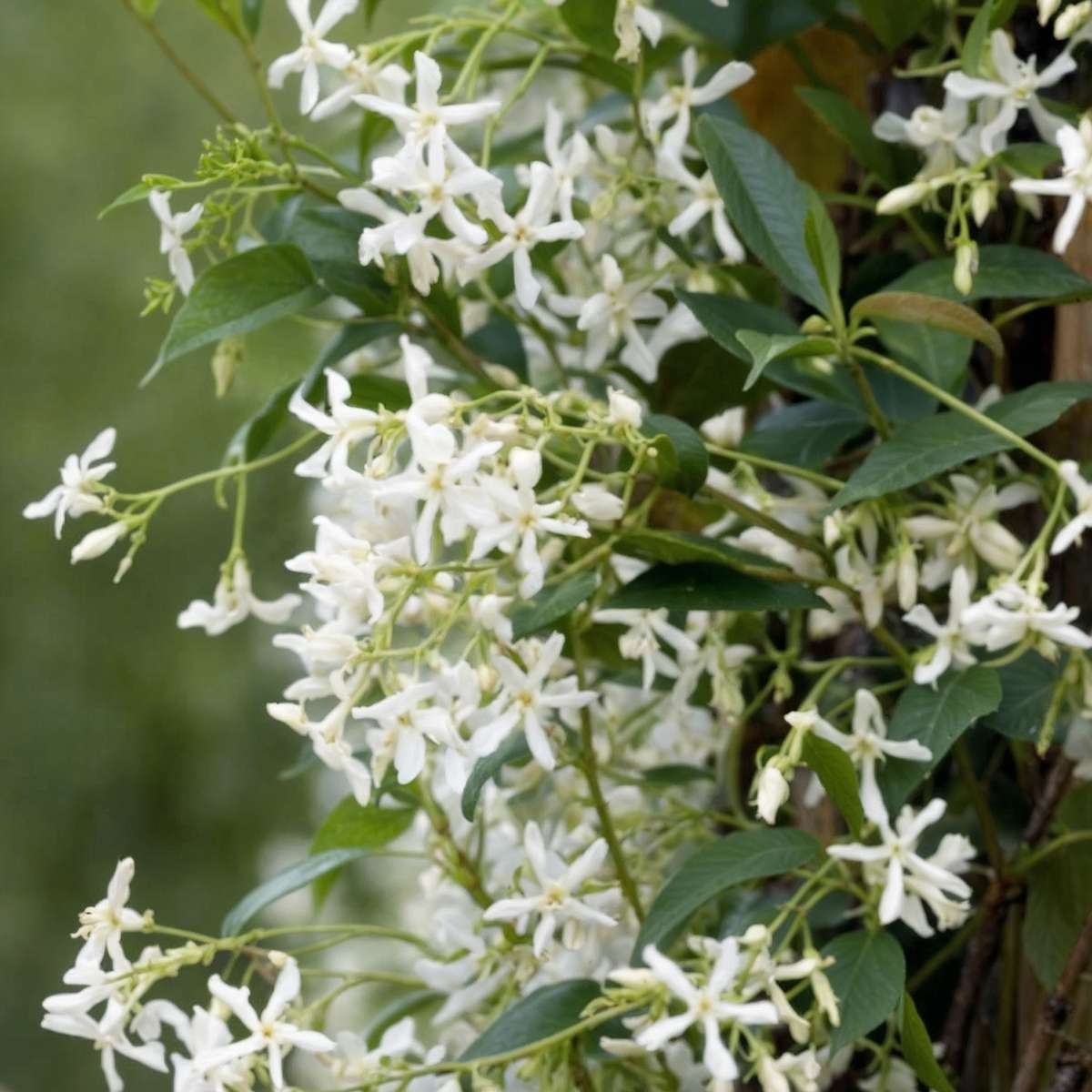 Star of Jasmine - 3 pcs. - Trachelospermum jasminoides - Height 25-40cm - ⌀9cm