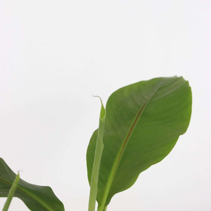 Hardy Banana - 3 pcs. - Musa basjoo - Height 25-40cm - ⌀9cm