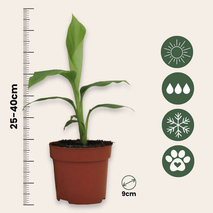 Hardy Banana - 6 pcs. - Musa basjoo - Height 25-40cm - ⌀9cm