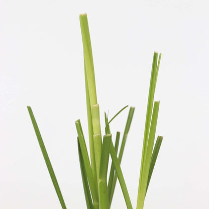 Pampasgrass - 6 pcs. - Cortaderia selloana - Height 25-40cm - ⌀9cm