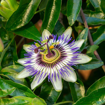 Passion Flower - 3 pcs. - Passiflora hybridum - Height 25-40cm - ⌀9cm