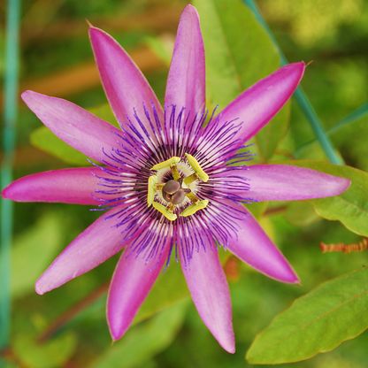 Passion Flower - 6 pcs. - Passiflora hybridum - Height 25-40cm - ⌀9cm