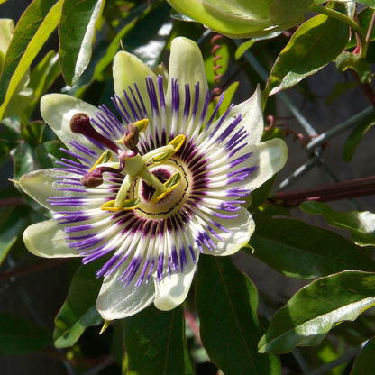 Passion Flower - 6 pcs. - Passiflora edulis 'Frederick' - Height 25-40cm - ⌀9cm