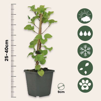 Hortensia - 6 pcs. - Hydrangea anomale petiolaris - Height 25-40cm - ⌀9cm