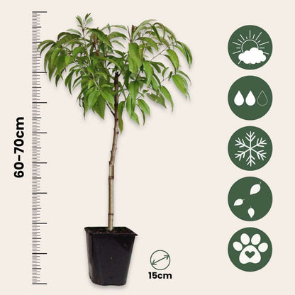 Peach Tree - Prunus persica 'Saturne' - Height 60-70cm - ⌀15cm