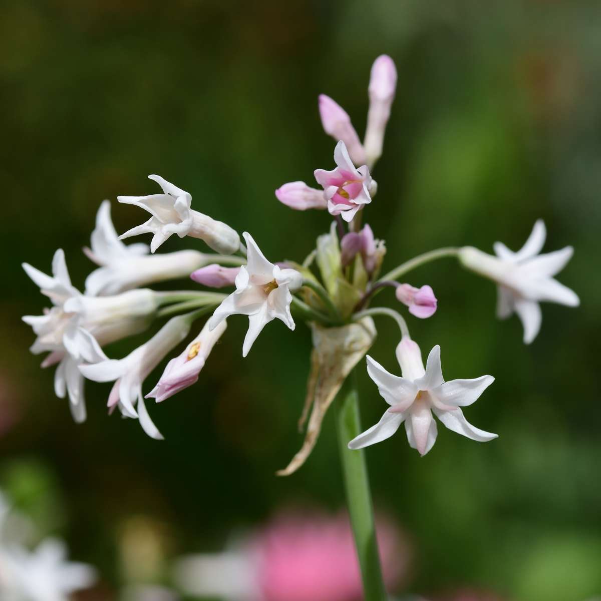 Society Garlic - 3 pcs. - Tulbaghia violacea - Height 15-25cm - ⌀9cm