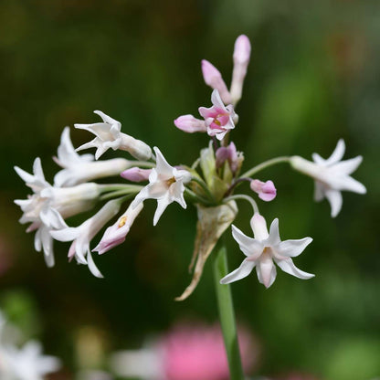 Society Garlic - 3 pcs. - Tulbaghia violacea - Height 15-25cm - ⌀9cm