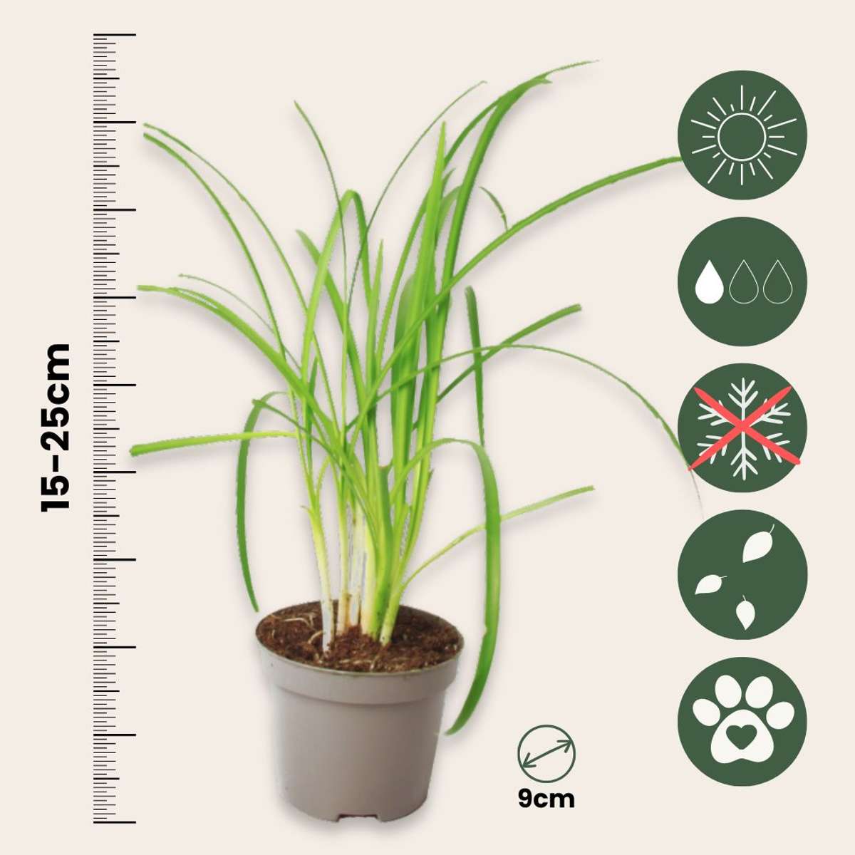 Society Garlic - 3 pcs. - Tulbaghia violacea - Height 15-25cm - ⌀9cm
