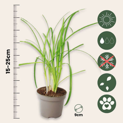 Society Garlic - 3 pcs. - Tulbaghia violacea - Height 15-25cm - ⌀9cm