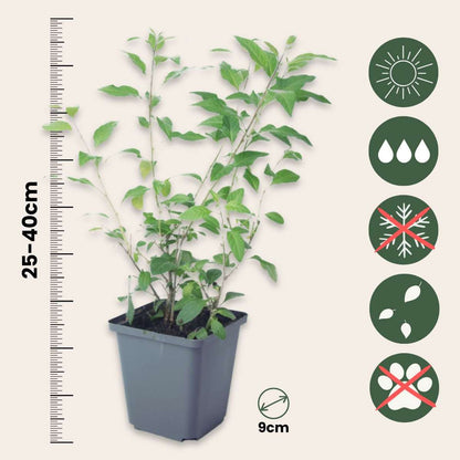 Blue potato bush - 6 pcs. - Lycianthes rantonnetii - Height 25-40cm - ⌀9cm
