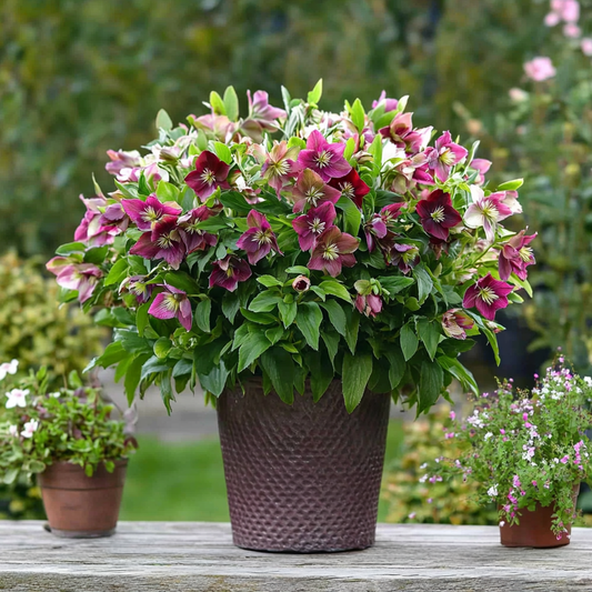 Lenten Rose - 6 pcs. - Helleborus orientalis - Height 20-30cm - ⌀12cm