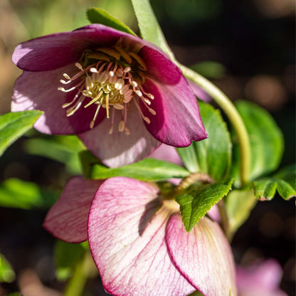 Lenten Rose - 3 pcs. - Helleborus orientalis - Height 20-30cm - ⌀12cm