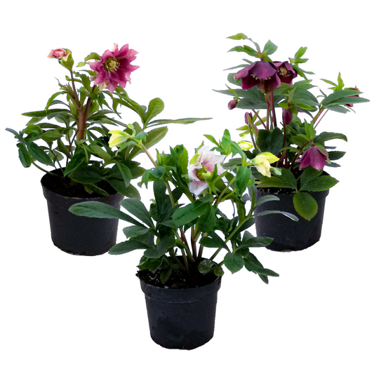 Lenten Rose - 3 pcs. - Helleborus orientalis - Height 20-30cm - ⌀12cm