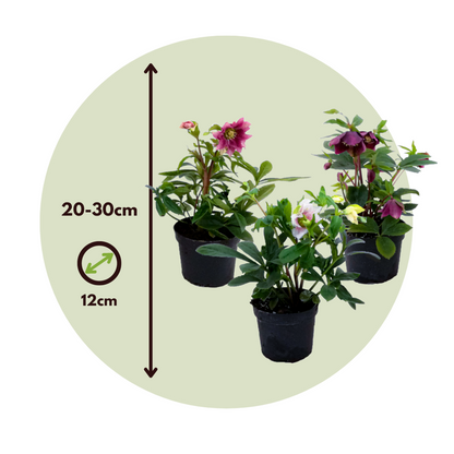 Lenten Rose - 3 pcs. - Helleborus orientalis - Height 20-30cm - ⌀12cm