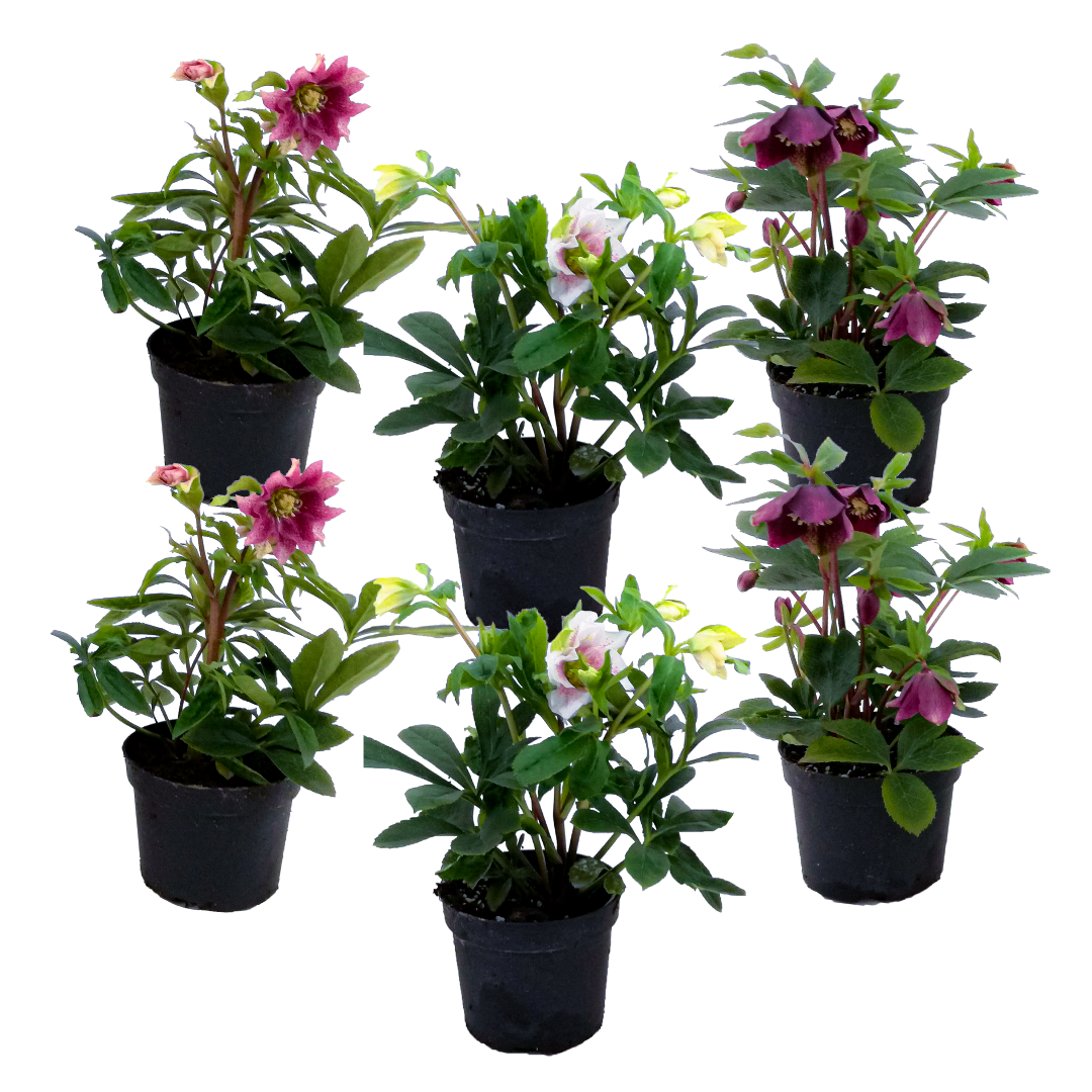 Lenten Rose - 6 pcs. - Helleborus orientalis - Height 20-30cm - ⌀12cm