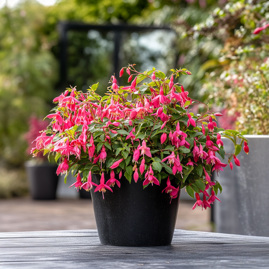 Humming-bird fuchsia - 3 pcs. - Fuchsia magellanica - Height 10-20cm - ⌀9cm