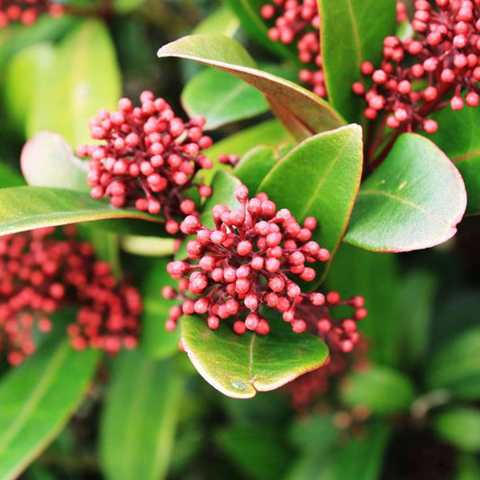 Japanese skimmia - 2 pcs. - Skimmia japonica 'Rubella' - Height 35-45cm - ⌀15cm