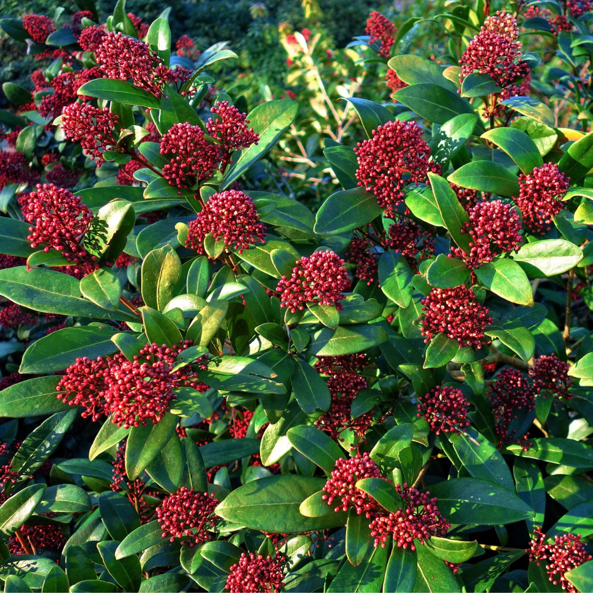 Japanese skimmia - 2 pcs. - Skimmia japonica 'Rubella' - Height 35-45cm - ⌀15cm