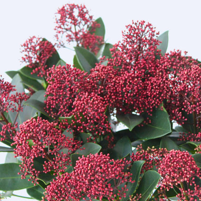 Japanese skimmia - 4 pcs. - Skimmia japonica 'Rubella' - Height 35-45cm - ⌀15cm
