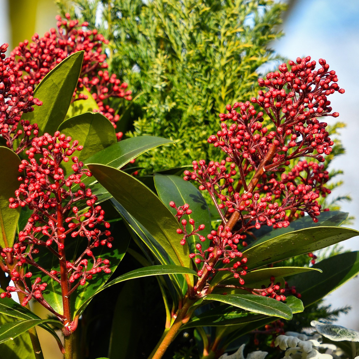 Japanese skimmia - 2 pcs. - Skimmia japonica 'Rubella' - Height 35-45cm - ⌀15cm