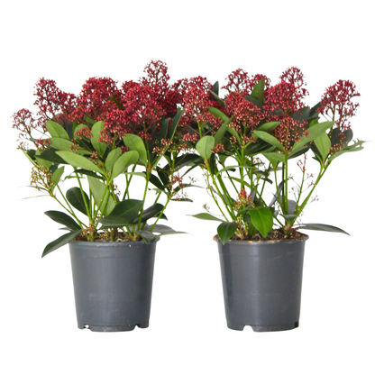 Japanese skimmia - 2 pcs. - Skimmia japonica 'Rubella' - Height 35-45cm - ⌀15cm