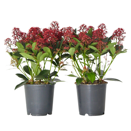 Japanese skimmia - 2 pcs. - Skimmia japonica 'Rubella' - Height 35-45cm - ⌀15cm
