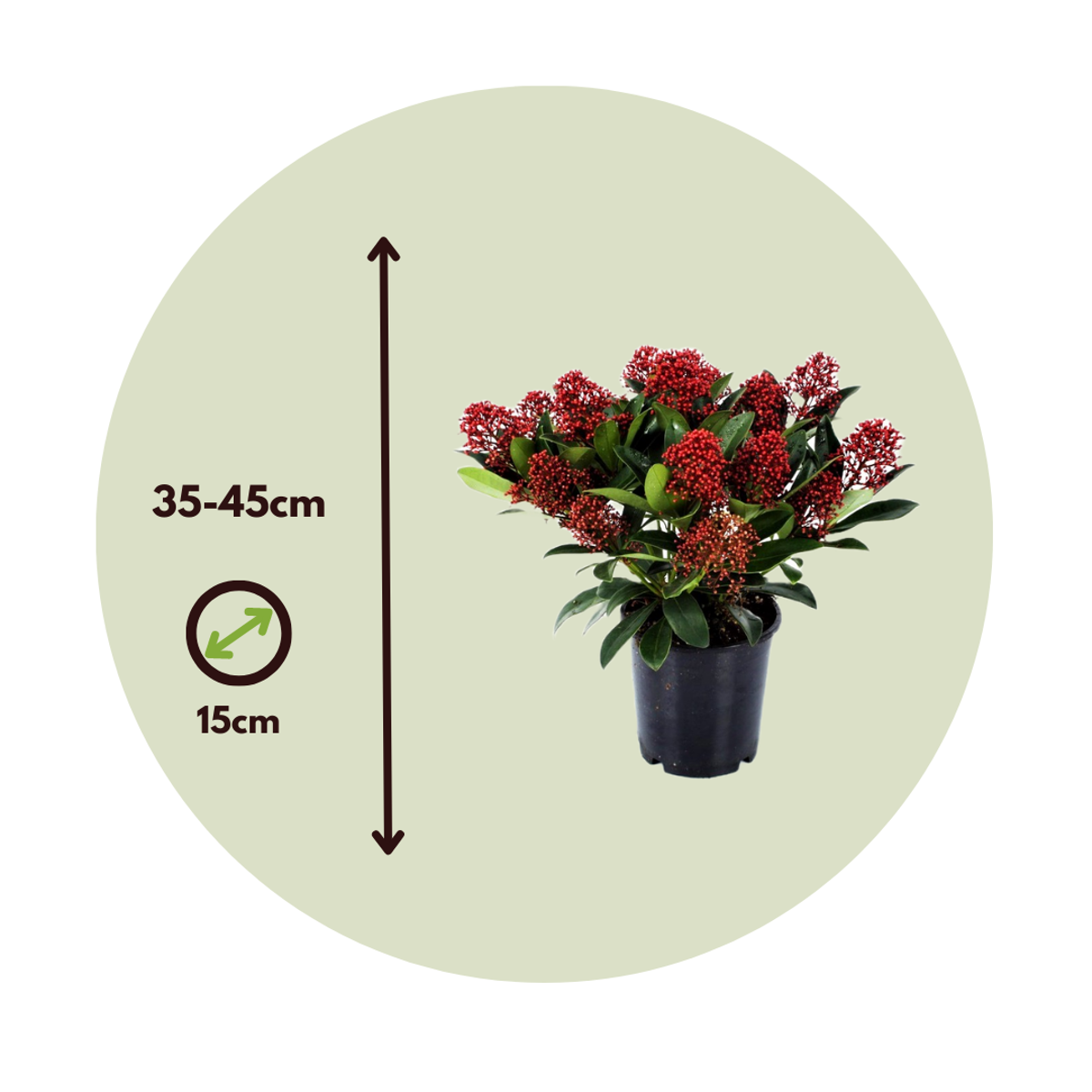 Japanese skimmia - 4 pcs. - Skimmia japonica 'Rubella' - Height 35-45cm - ⌀15cm