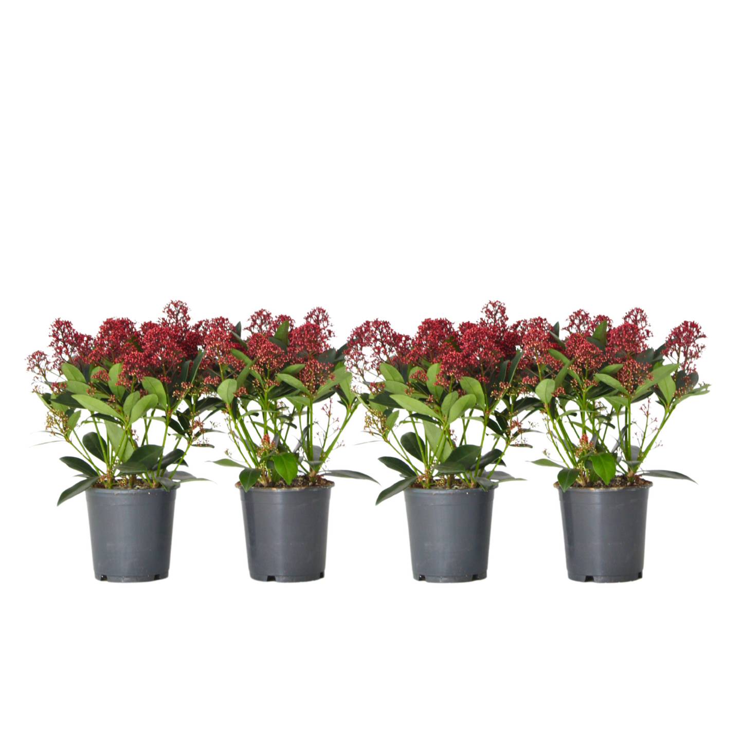 Japanese skimmia - 4 pcs. - Skimmia japonica 'Rubella' - Height 35-45cm - ⌀15cm