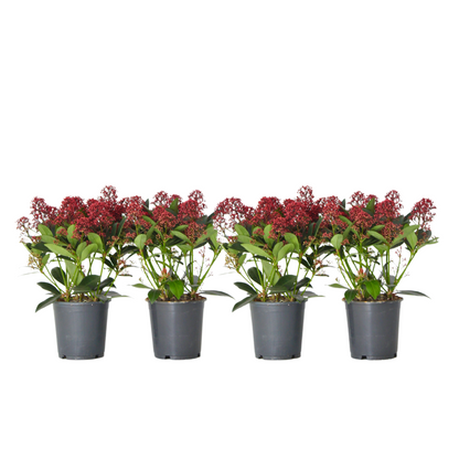 Japanese skimmia - 4 pcs. - Skimmia japonica 'Rubella' - Height 35-45cm - ⌀15cm
