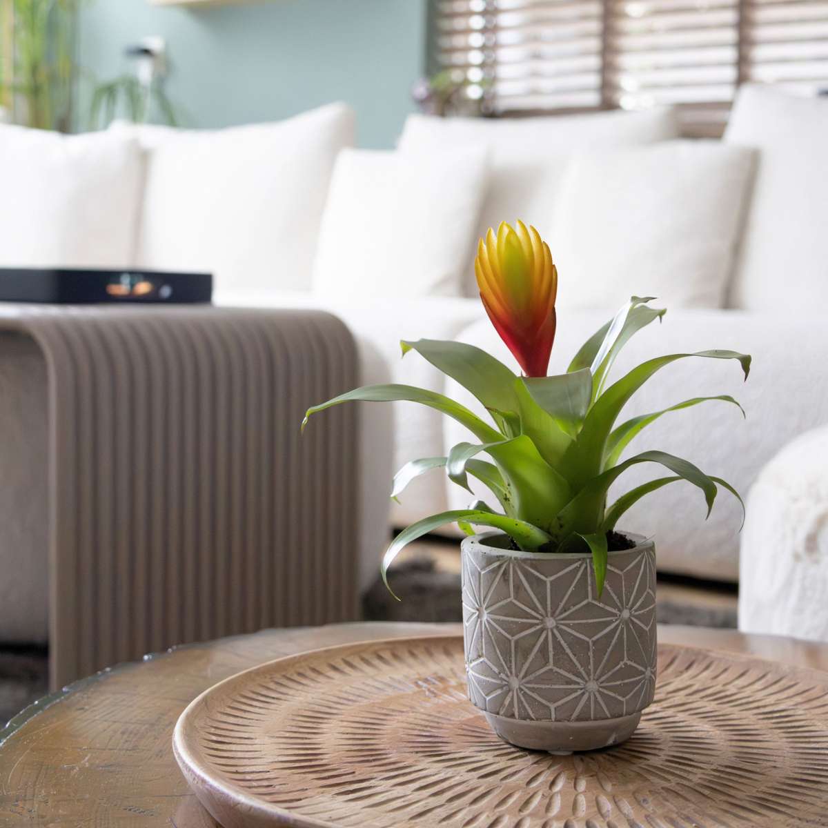 Flaming Sword - Set of 3 - Tillandsia Vriesea 'Dorado' - Height 15-25cm - ø7cm