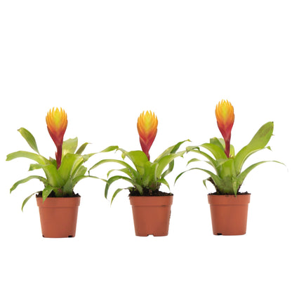 Flaming Sword - Set of 3 - Tillandsia Vriesea 'Dorado' - Height 15-25cm - ø7cm