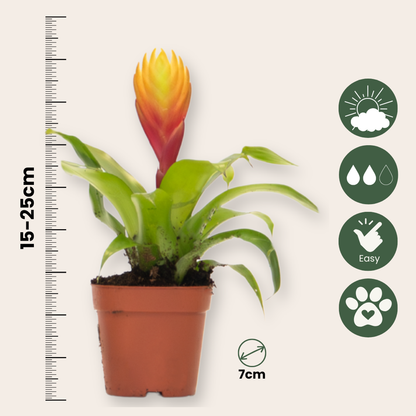 Flaming Sword - Set of 3 - Tillandsia Vriesea 'Dorado' - Height 15-25cm - ø7cm