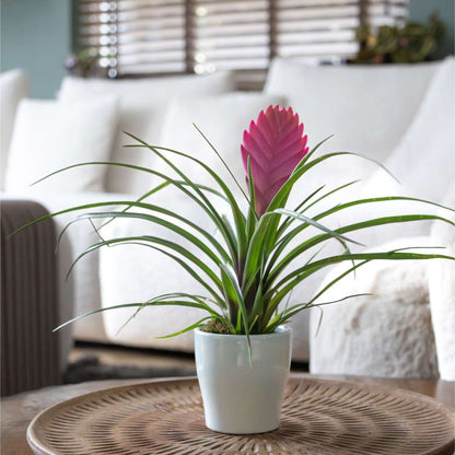 Tillandsia cyanea ‘Pastel’ – Set of 3 with pot – Height 20–30cm – ø7cm