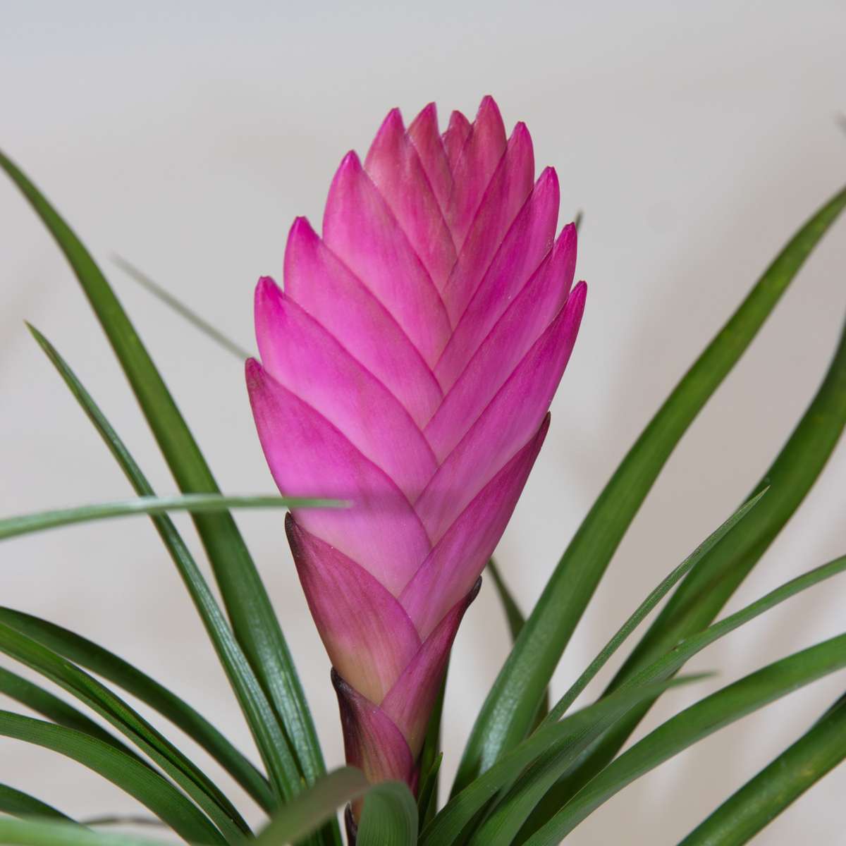 Tillandsia cyanea ‘Pastel’ – Set of 3 with pot – Height 20–30cm – ø7cm