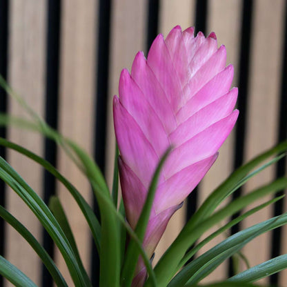 Tillandsia cyanea ‘Pastel’ – Set of 3 with pot – Height 20–30cm – ø7cm
