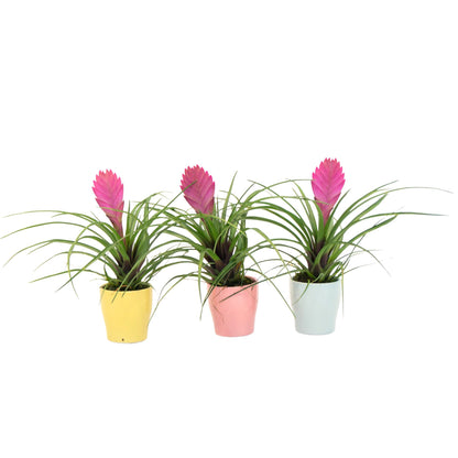 Tillandsia cyanea ‘Pastel’ – Set of 3 with pot – Height 20–30cm – ø7cm