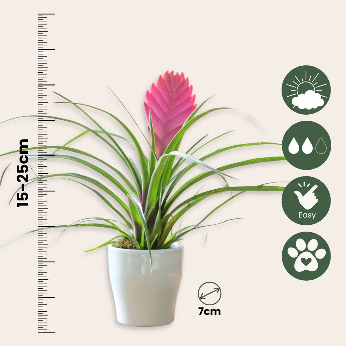 Tillandsia cyanea ‘Pastel’ – Set of 3 with pot – Height 20–30cm – ø7cm