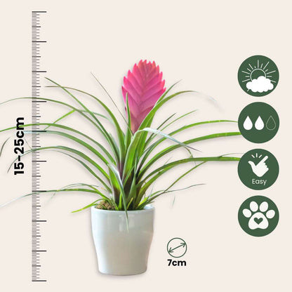Tillandsia cyanea ‘Pastel’ – Set of 3 with pot – Height 20–30cm – ø7cm