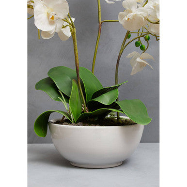 Fiori White Orchid in White Pot