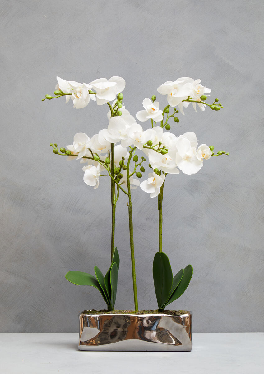 Fiori White Orchid Plant In Rectangular Pot